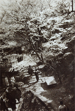 Sidare-zakuraOn the hillside of Yosinoyama