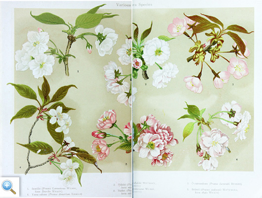 Varieties of sakura species