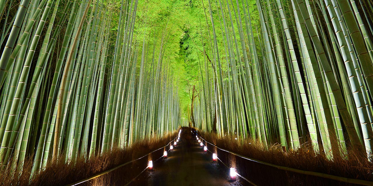 Arashiyama Bamboo Grove