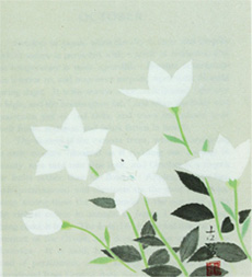 The white kikyo by Kokei Kobayashi