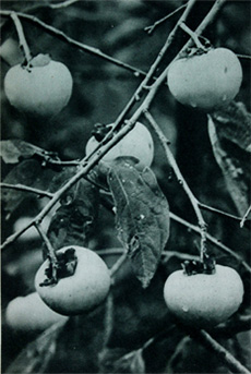 Branches laden with ripened kaki