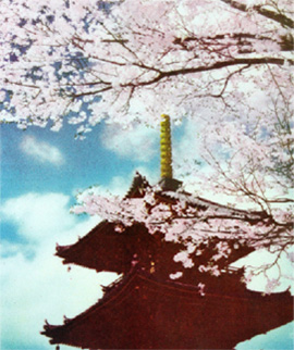 Sakura and pagoda
