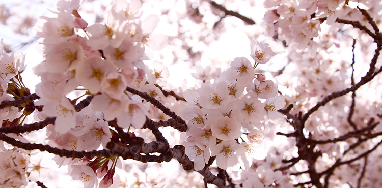 Cherry Blossoms