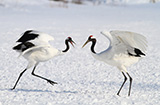 Red-crowned cranes