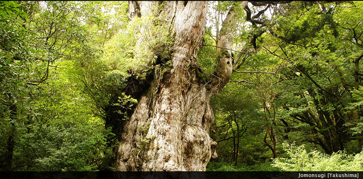 Jomonsugi [Yakushima]