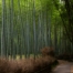 Sagano Bamboo Forest